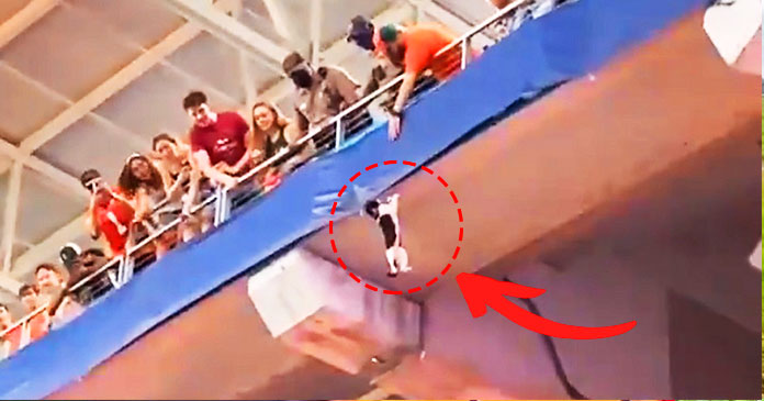 cat-saved-by-fans