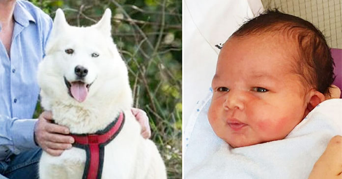 new-born-baby-saved-by-heroic-husky