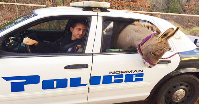 donkey-driven-to-safety