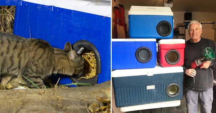 cats-in-boxes4